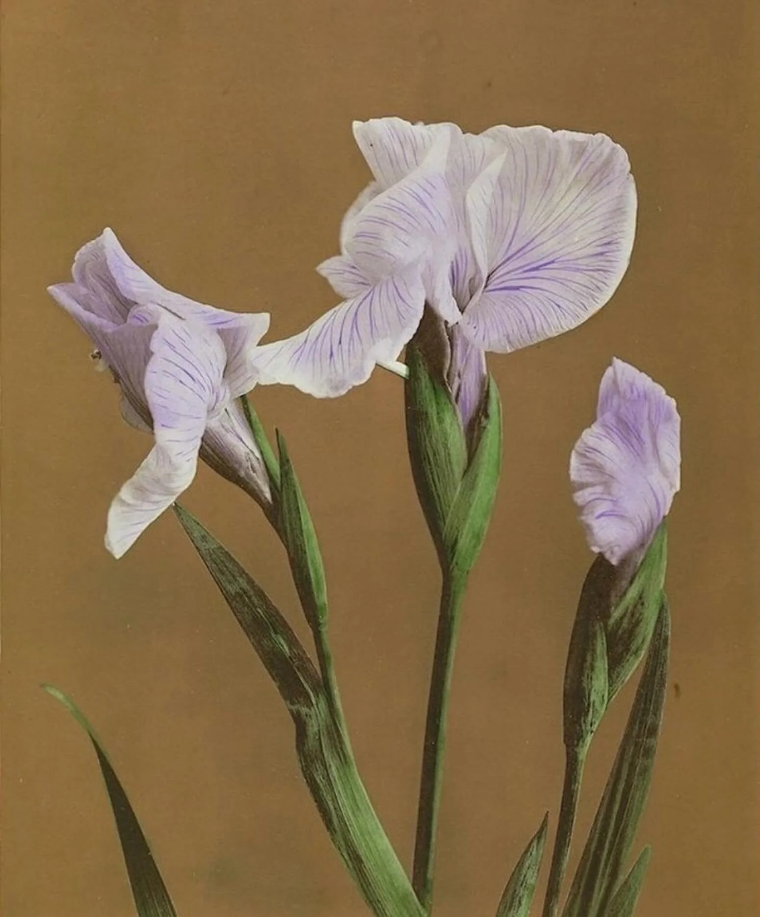 Japanese Iris by Ogawa Kazumasa via @publicdomainrev &mdash; Another offering of beauty for Chiron&rsquo;s ingress into Taurus June 19th. Invoke ritual magic and nature&rsquo;s beauty and protection. 

Generosity and offering will be Chiron in Taurus