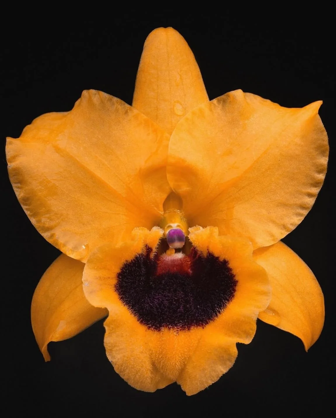 Orchid via @carl.ostberg 🌕/ 

This Full Moon in Aquarius, July 29th 7:36 am PDT, invites us to reconcile profound objectivity with the sovereignty, abundance, and magic of the heart.

Under its light, allow everything to come into view. Nothing will