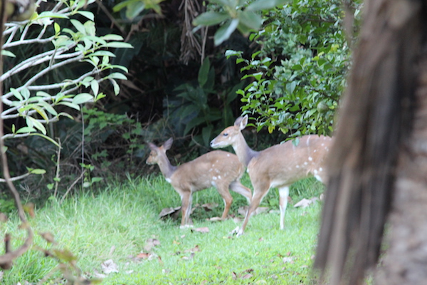 Bushbuck