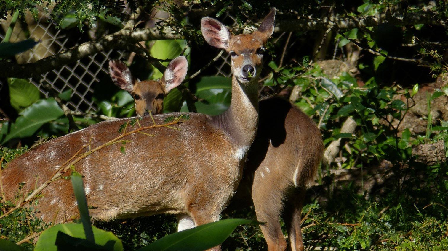 bushbuck kopie.JPG