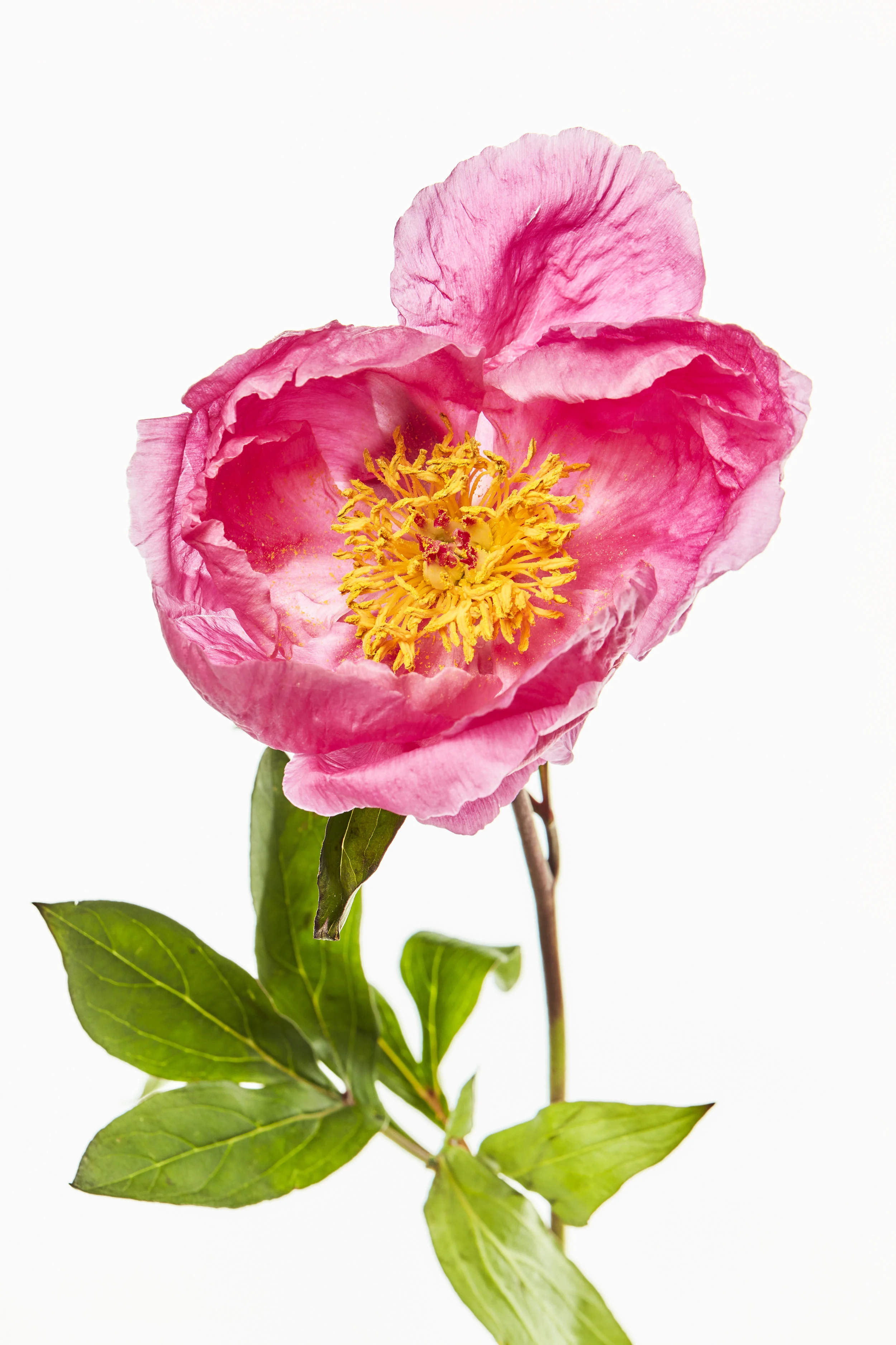 58 Flora Flowers.jpg