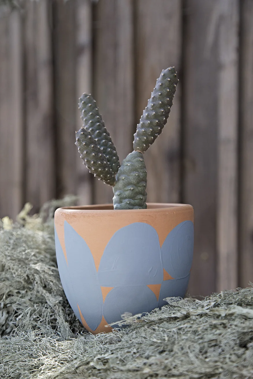 cody_hudson_public_land_store_planter_tephrocactus.jpg