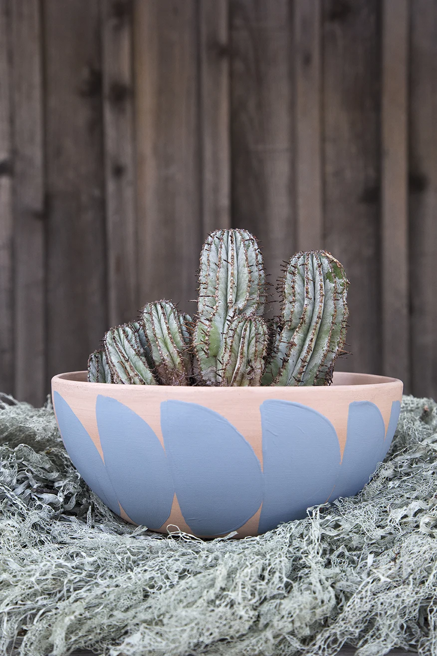 cody_hudson_public_land_planters_low_bowl_euphorbia.jpg
