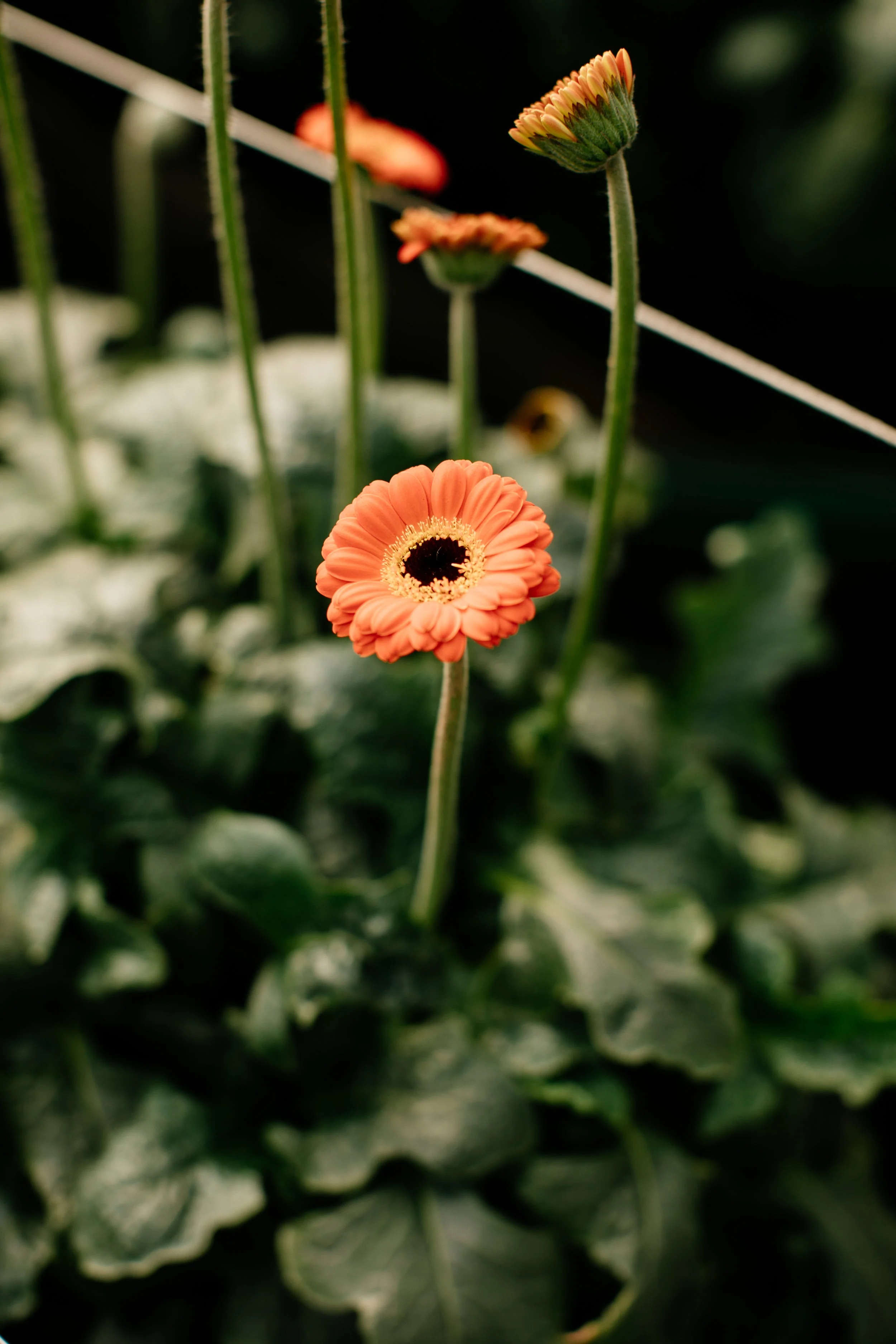 bogota-urbanstems-118.jpg