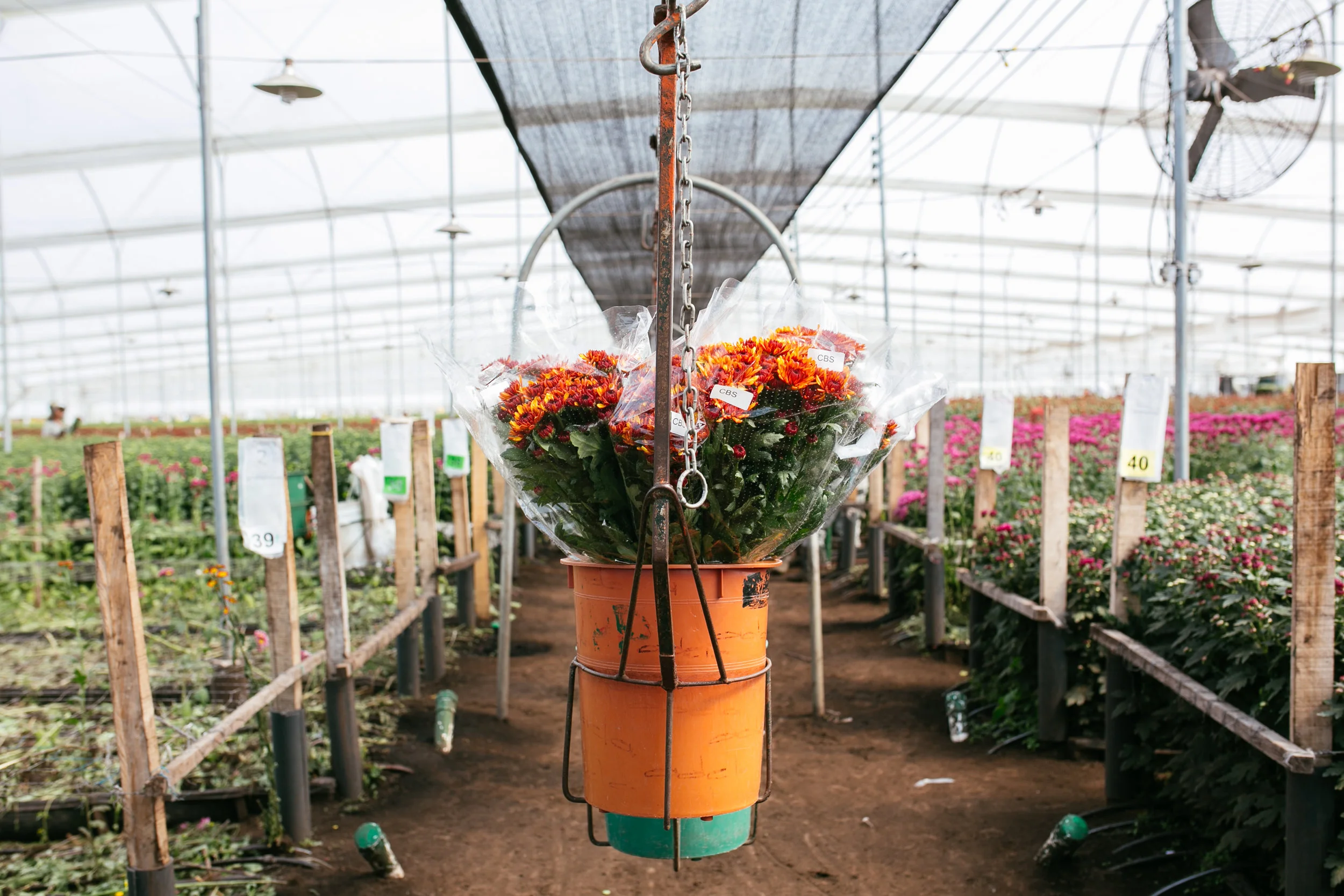 bogota-urbanstems-43.jpg