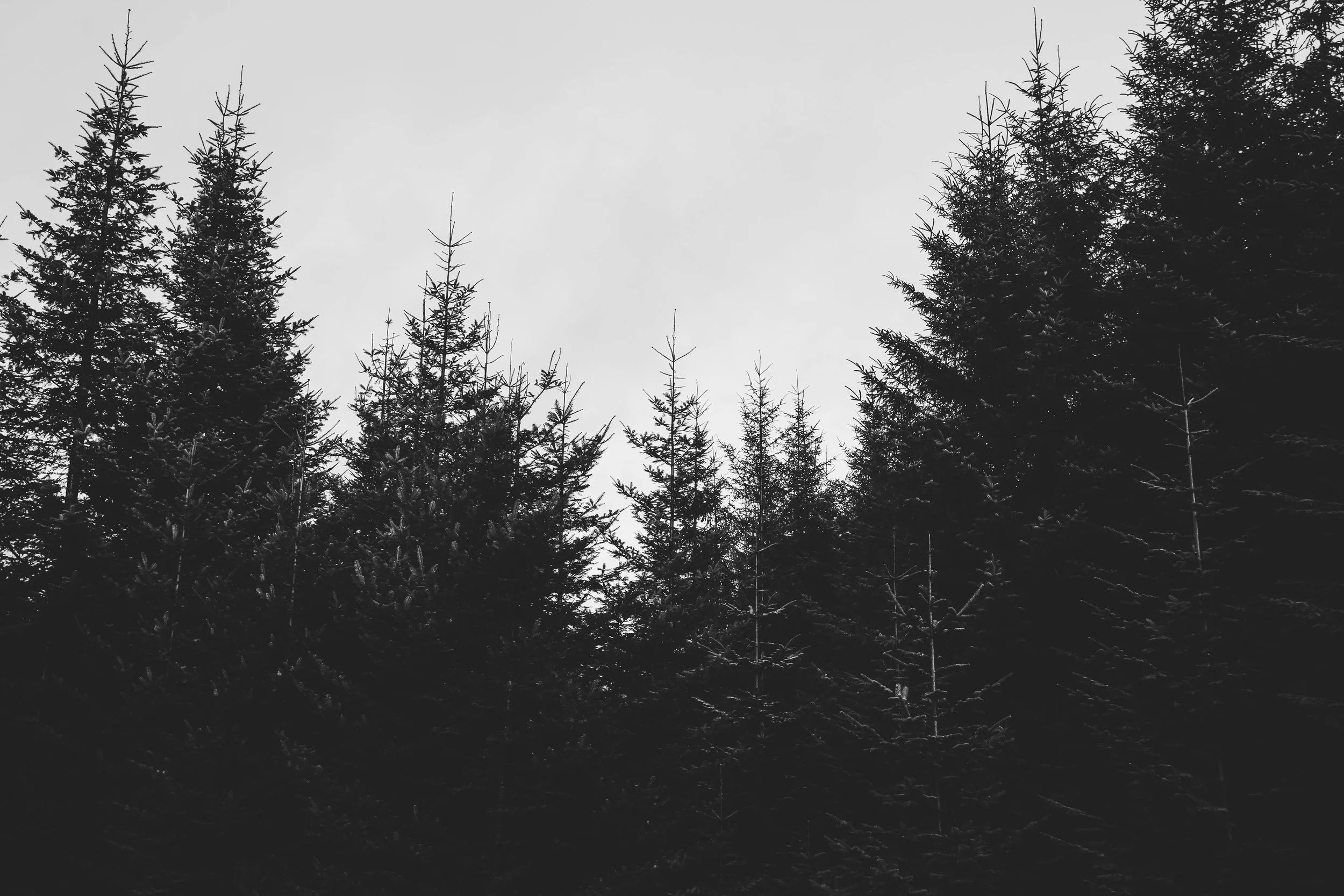 4F9A4480.jpg