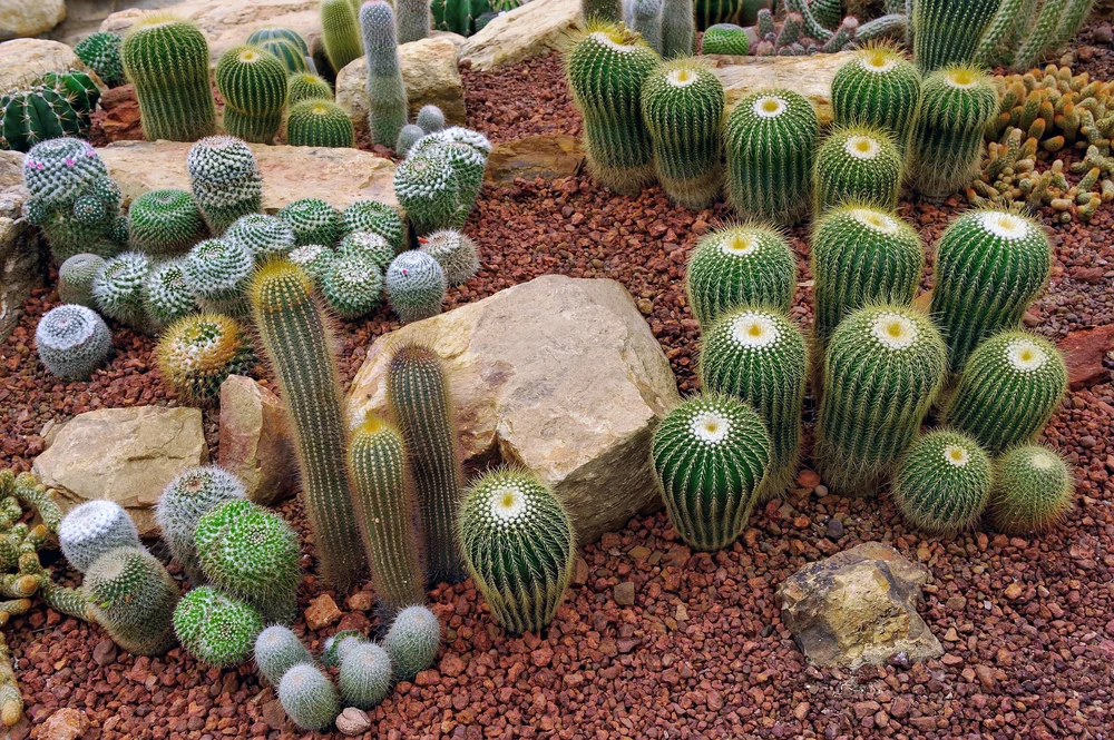 Riverside, CA Succulent landscape design