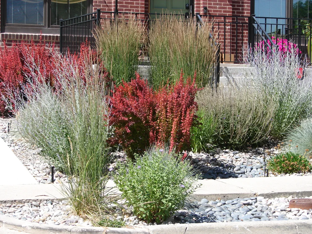 Drought Landscaping