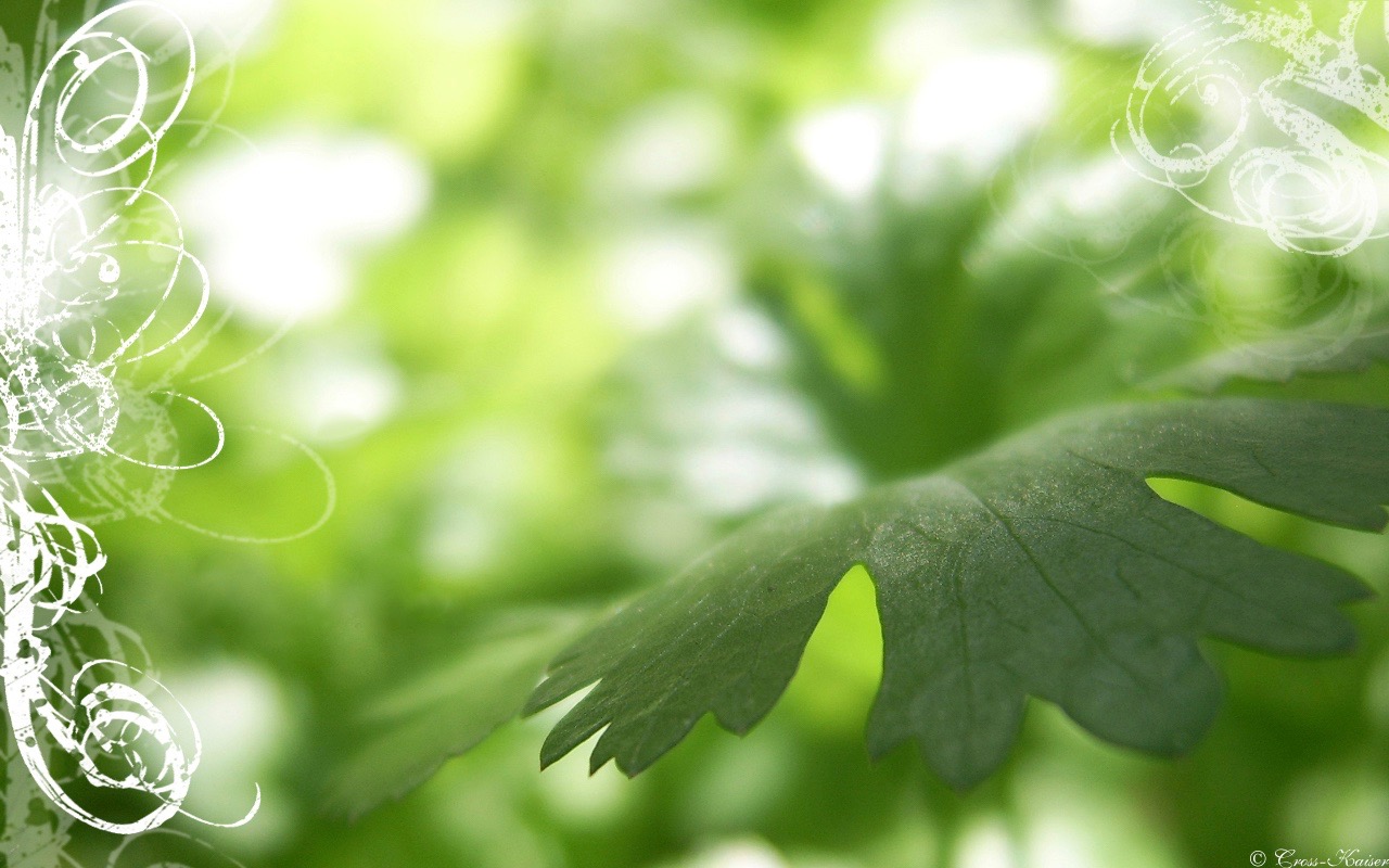 peaceful_green_wallpaper_by_cross_kaiser 2.jpg
