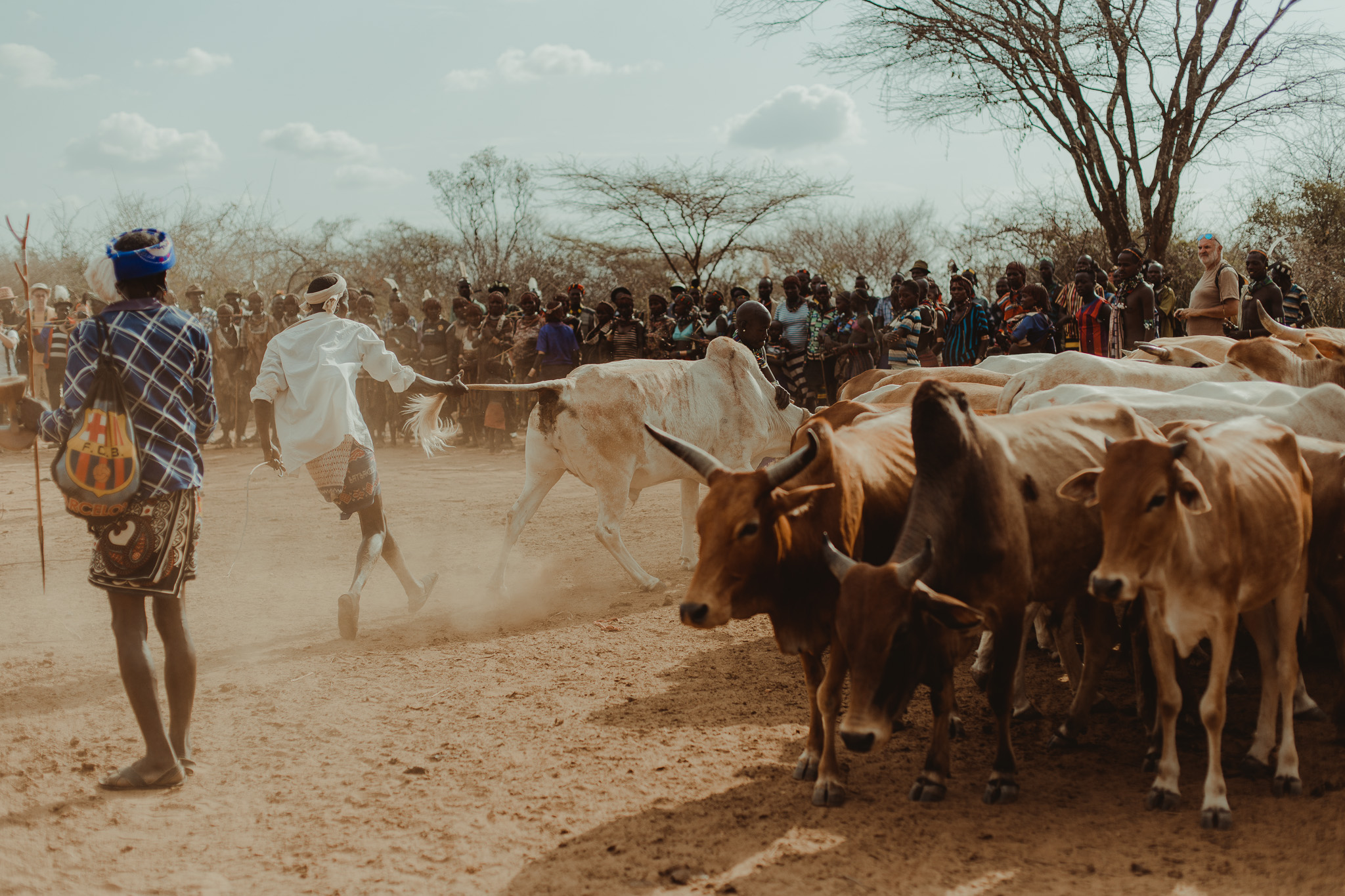 As the tribe begins to gather, a few of the men begin to wrangle the bulls into an unruly line.