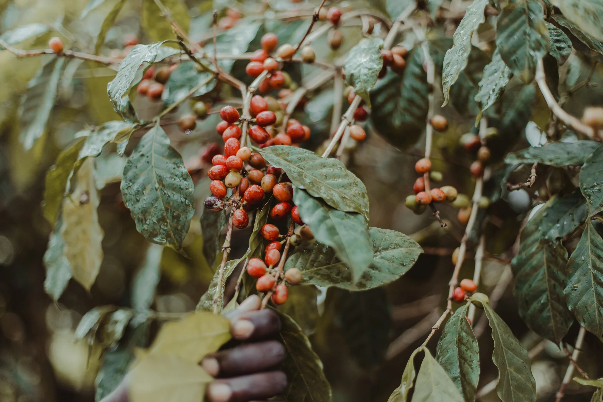 Many of the Ari tribe are agricultural workers and are very proud of the coffee that grows naturally in their fertile land. Ethiopia is the birth place of coffee; the only place in the world where it grows naturally.