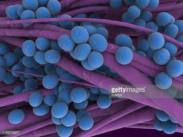 Photo by Eraxion/iStock / Getty Images Staph