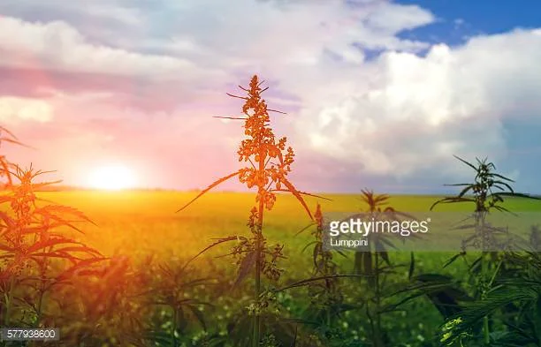 Photo by Lumppini/iStock / Getty Images