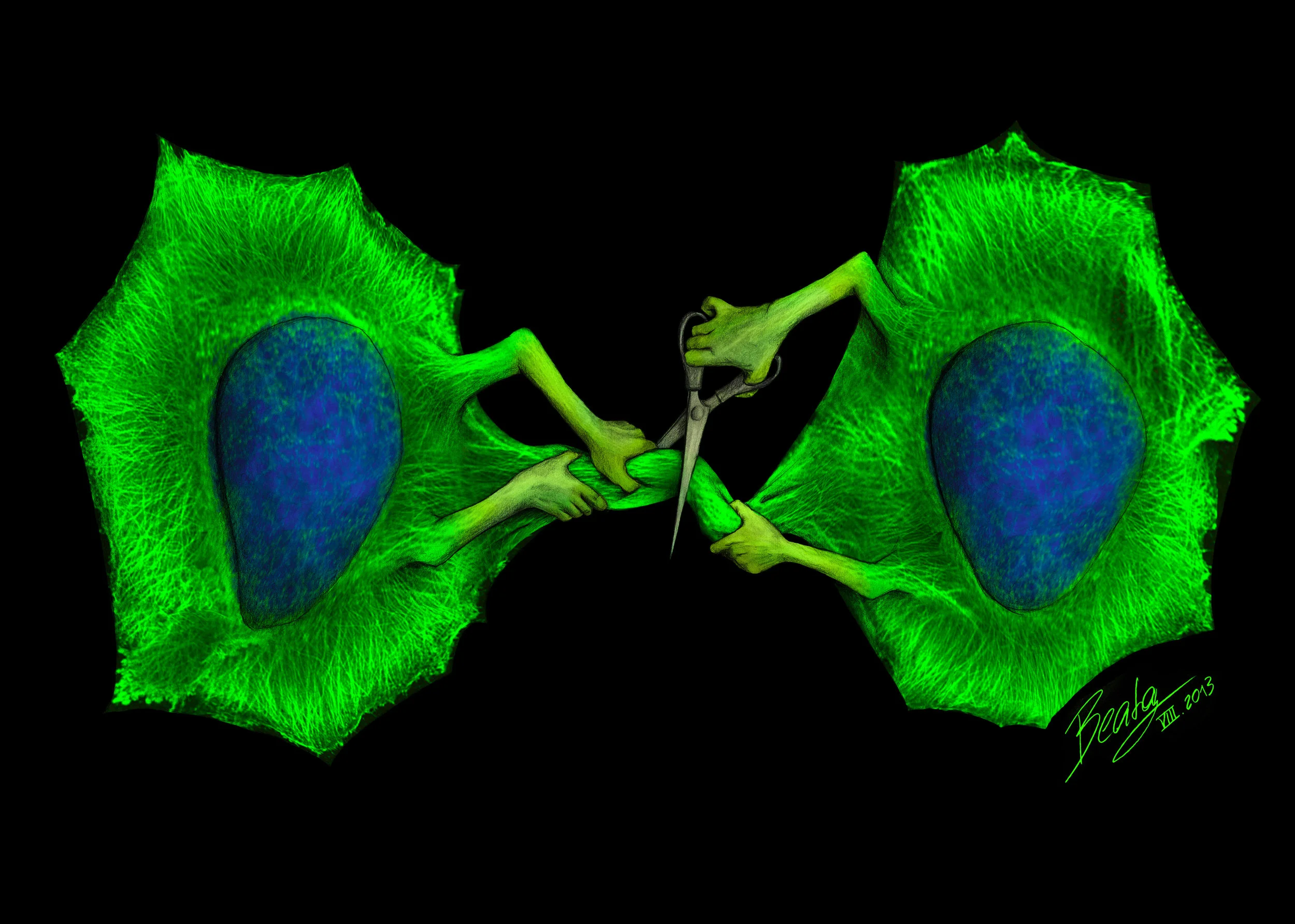 Cytokinetic Abscission