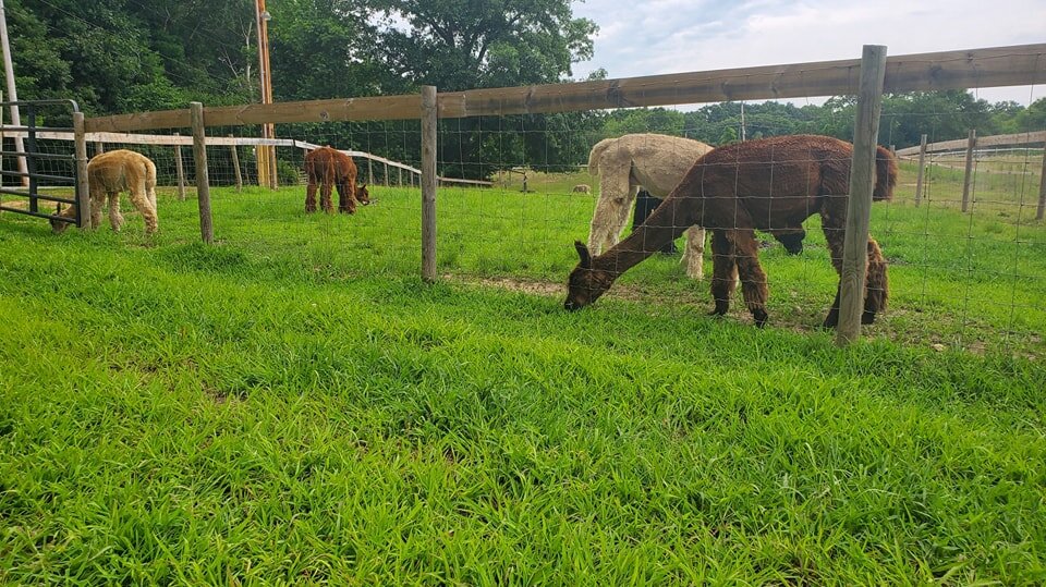 Happy Earth Day!
Two things are required for farming. 
Healthy soil and clean water. You can help your local farms celebrate Earth Day by visiting a farm stand or farmers market this weekend!
.
.
.
.
.
#earthday2023 #farmersmarket #farming #farm #alp