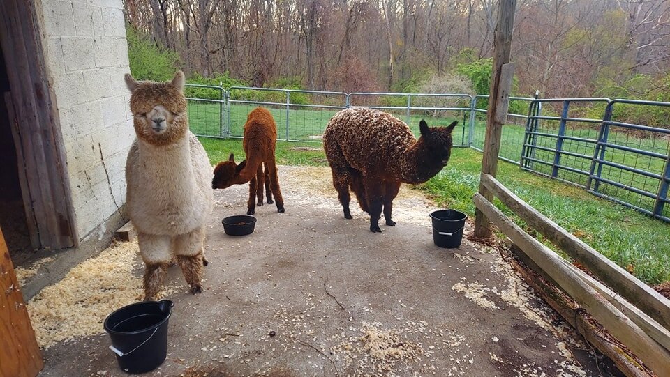 Breakfast on the veranda this morning 🌞🦙
.
.
.
.
#alpaca #alpacafarm #farming #alpacasofinstagram #alpacalove #alpacalover #breakfast #veranda #fiber #fiberartist #yarnaddict #yarn #knittersofinstagram