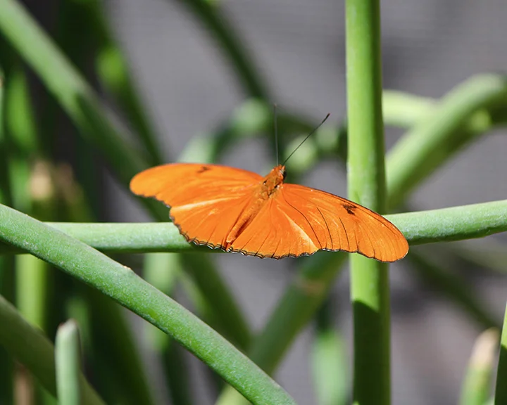 Purchase Butterfly Canvases