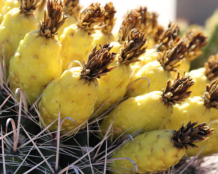 Purchase Cactus Canvases
