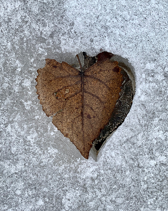 Purchase Frozen Leaf Canvases