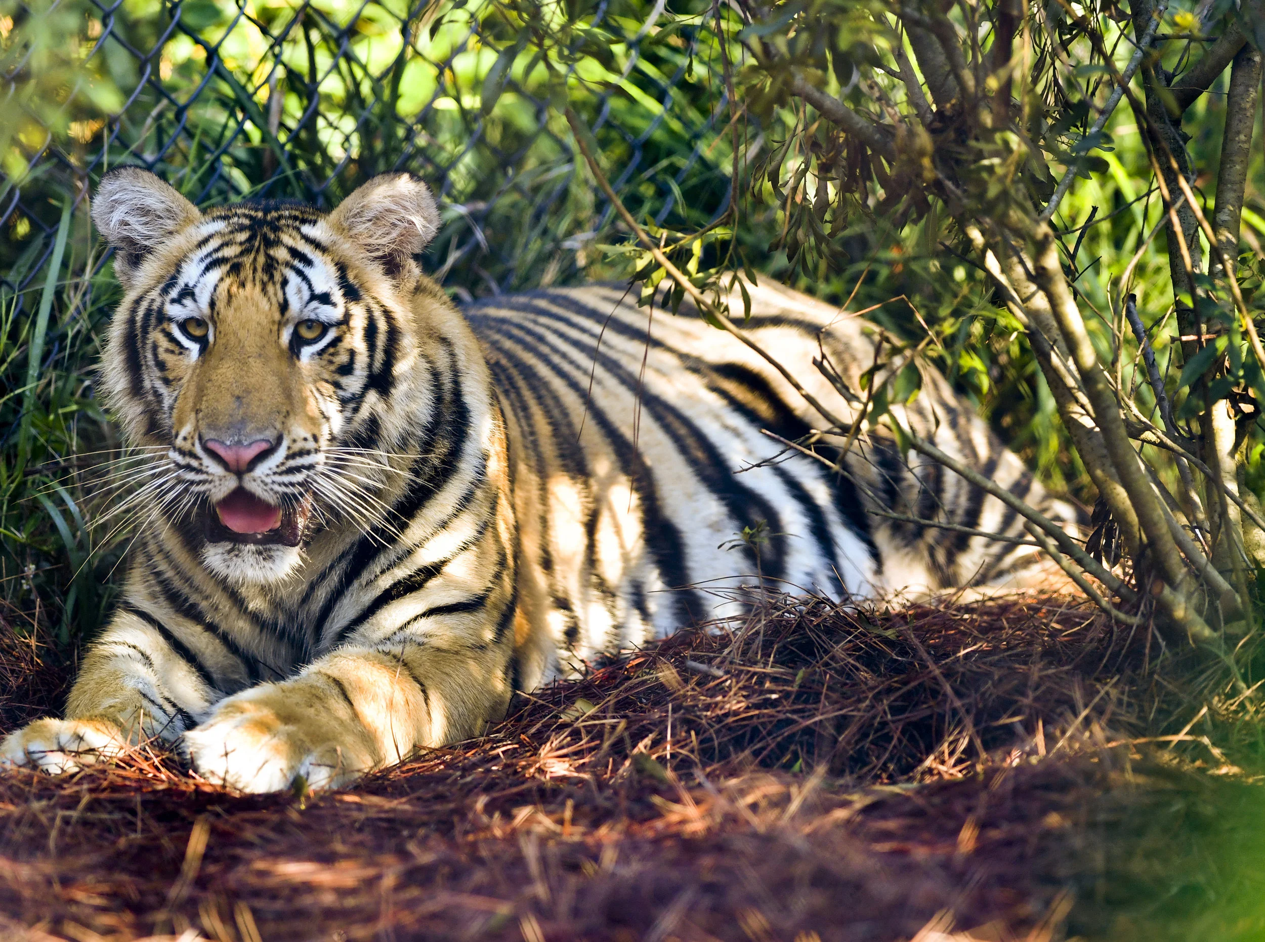 MikeVII65.jpg