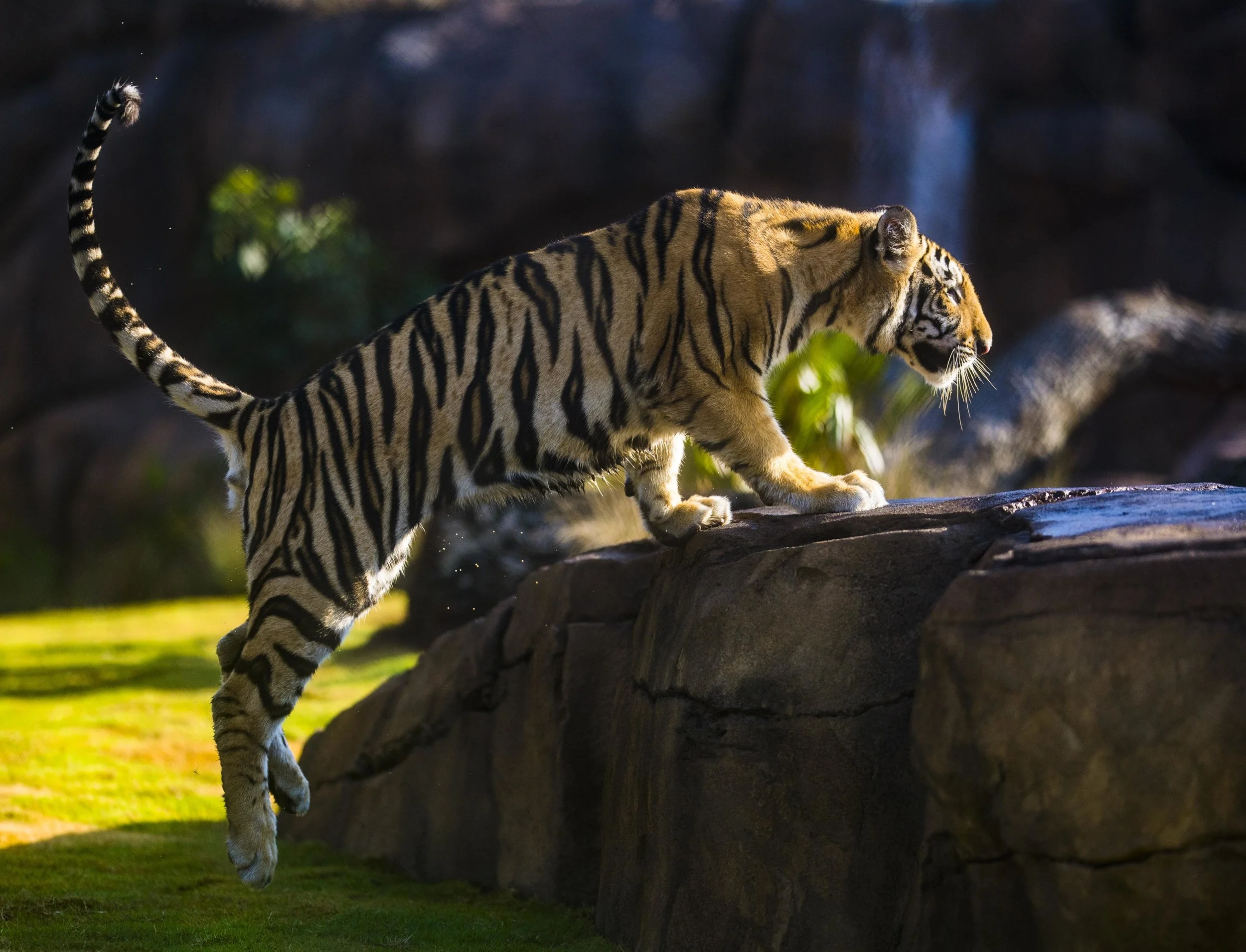 MikeVII117_1.jpg