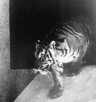 The Bengal Tiger - LSU Tigers 