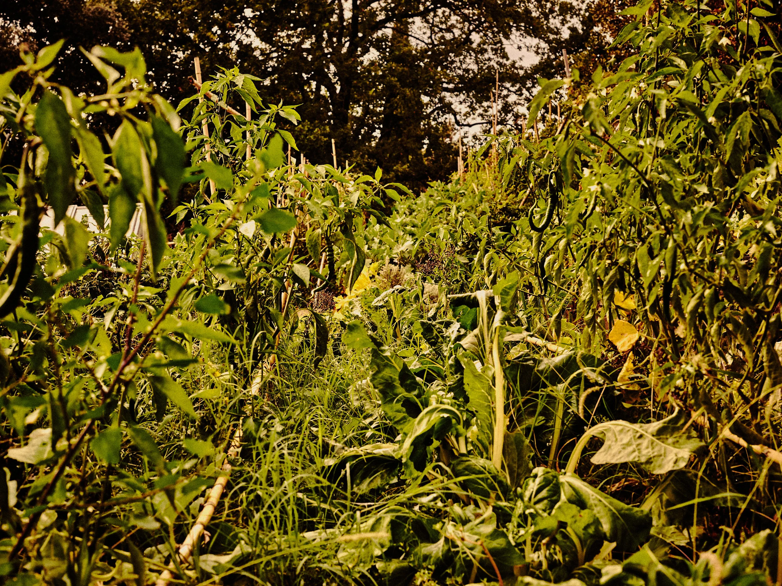 Villa_Lena_500_2019_edit.jpg