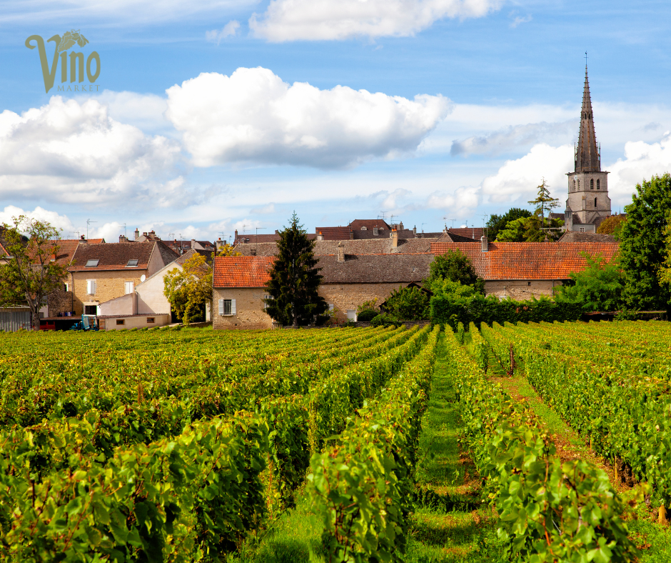 Burgundy Tasting with Nikia