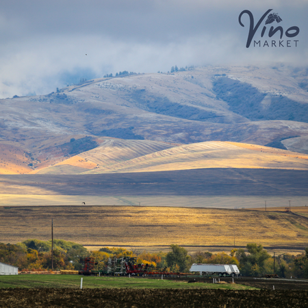 Saturday Wine School: Wild Wonderful Washington Wine