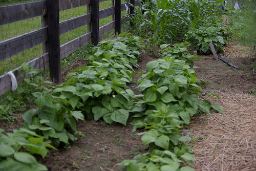 green-bush-beans-by-tclarkcreations.jpg