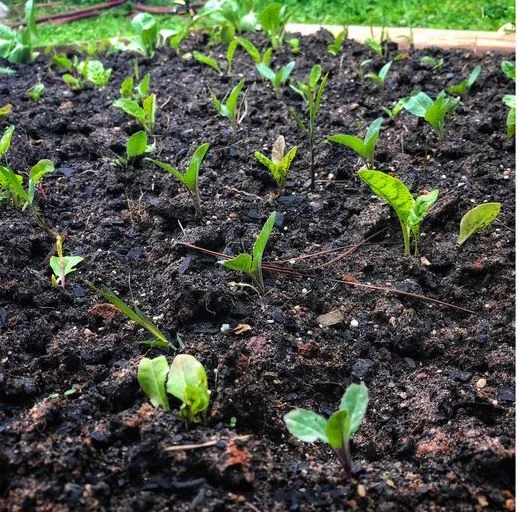 swiss chard bed in garden.jpg