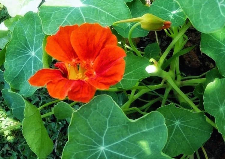 nasturtiums .jpg