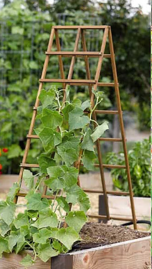 easy trellis.jpg