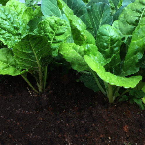 Chard.png