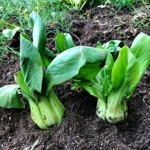bokchoiinsoil.jpg