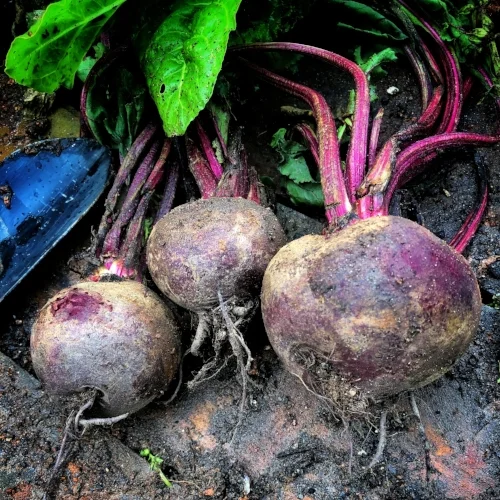 Beets (1).jpg