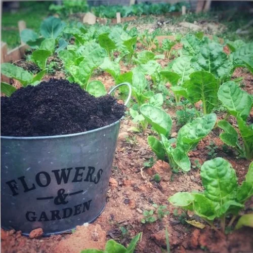 coffee grounds garden.jpg