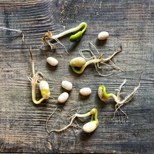 seeds germinating.png