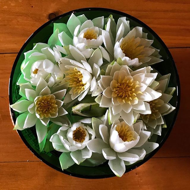 These cold winter days make me pine for these little water lily flowers. They were picked from our marsh (you explore it in our kayaks!) with bald eagle flying overhead. They became the dinner table&rsquo;s centrepiece. 😍 Accompanied by some serious