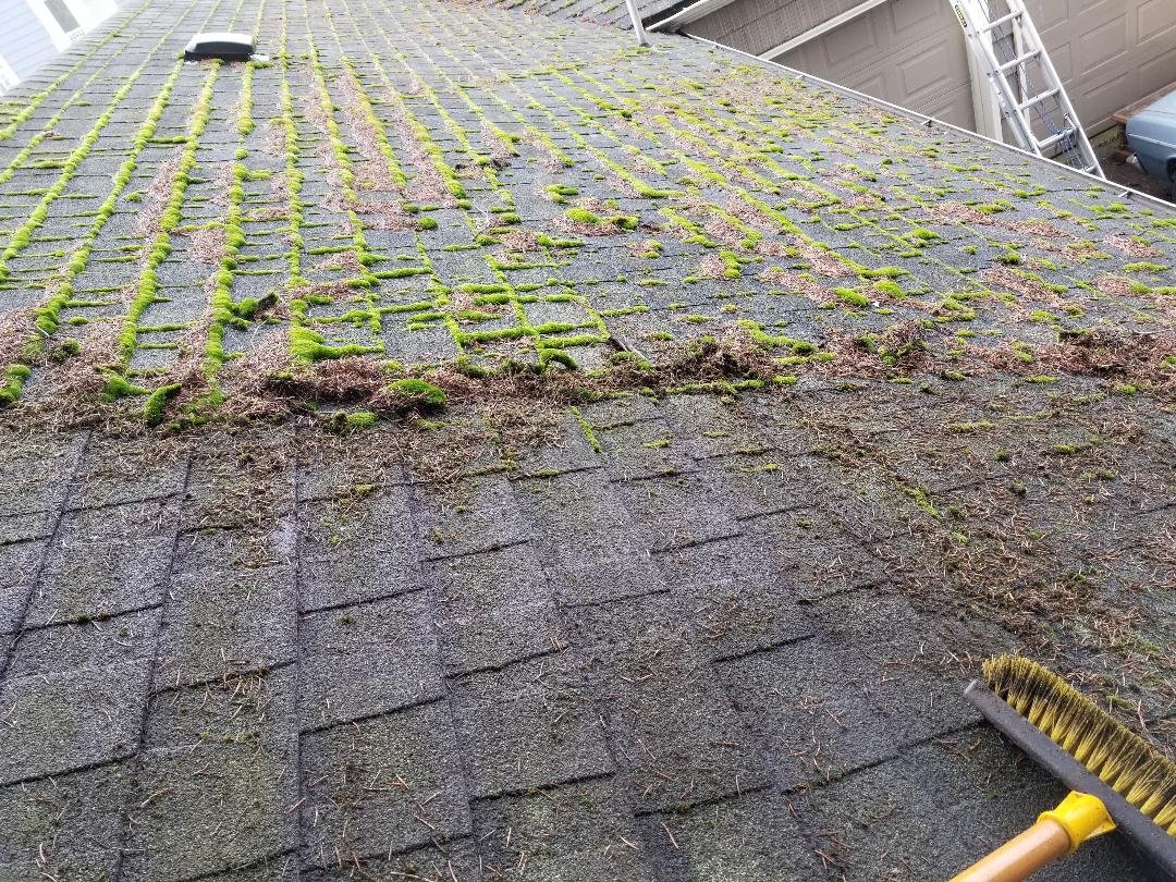 moss removal.jpg