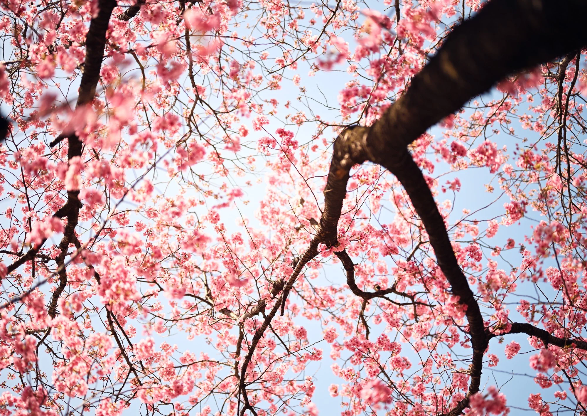 CHERRY BLOSSOM I
