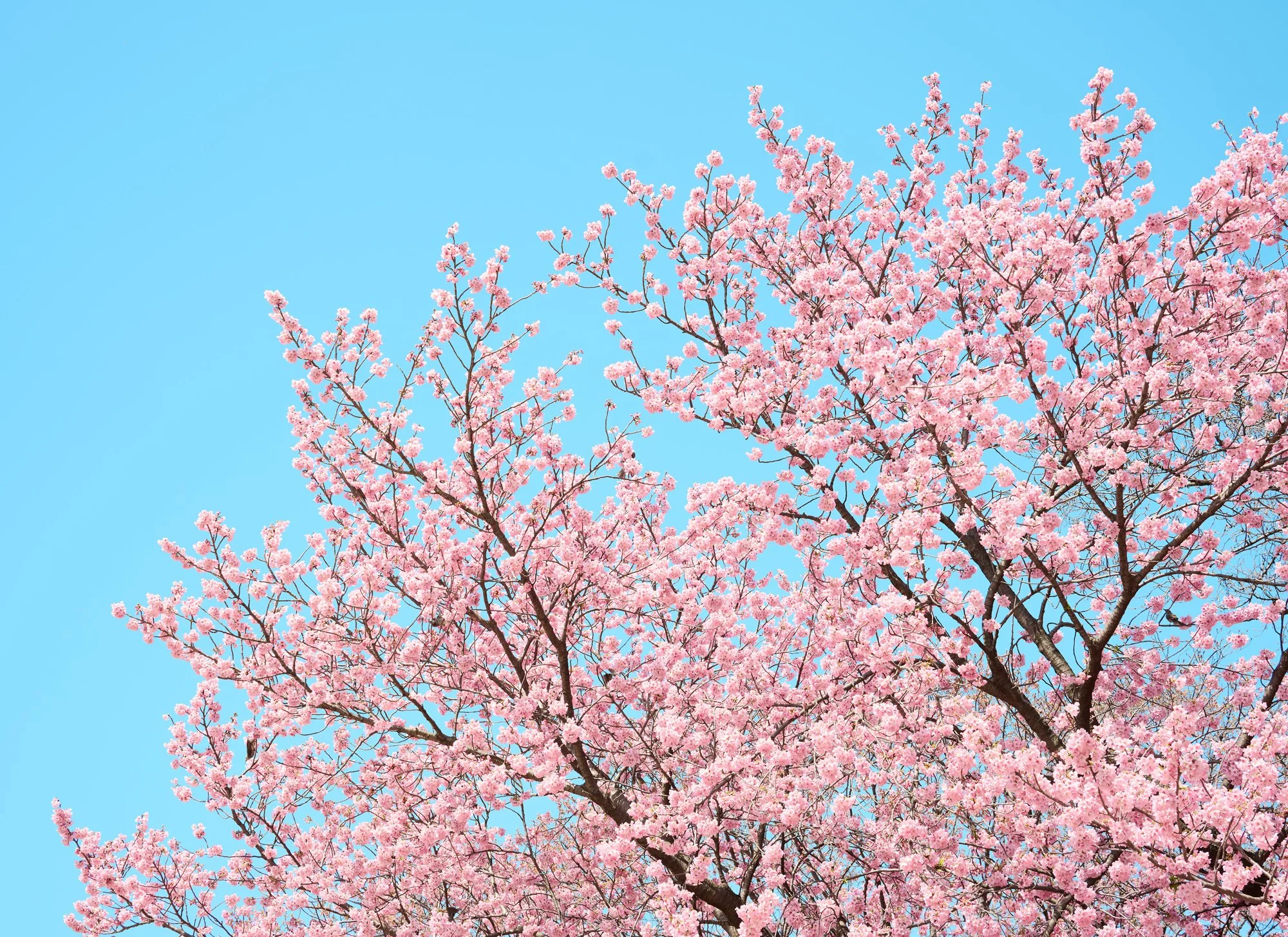 CHERRY BLOSSOM U