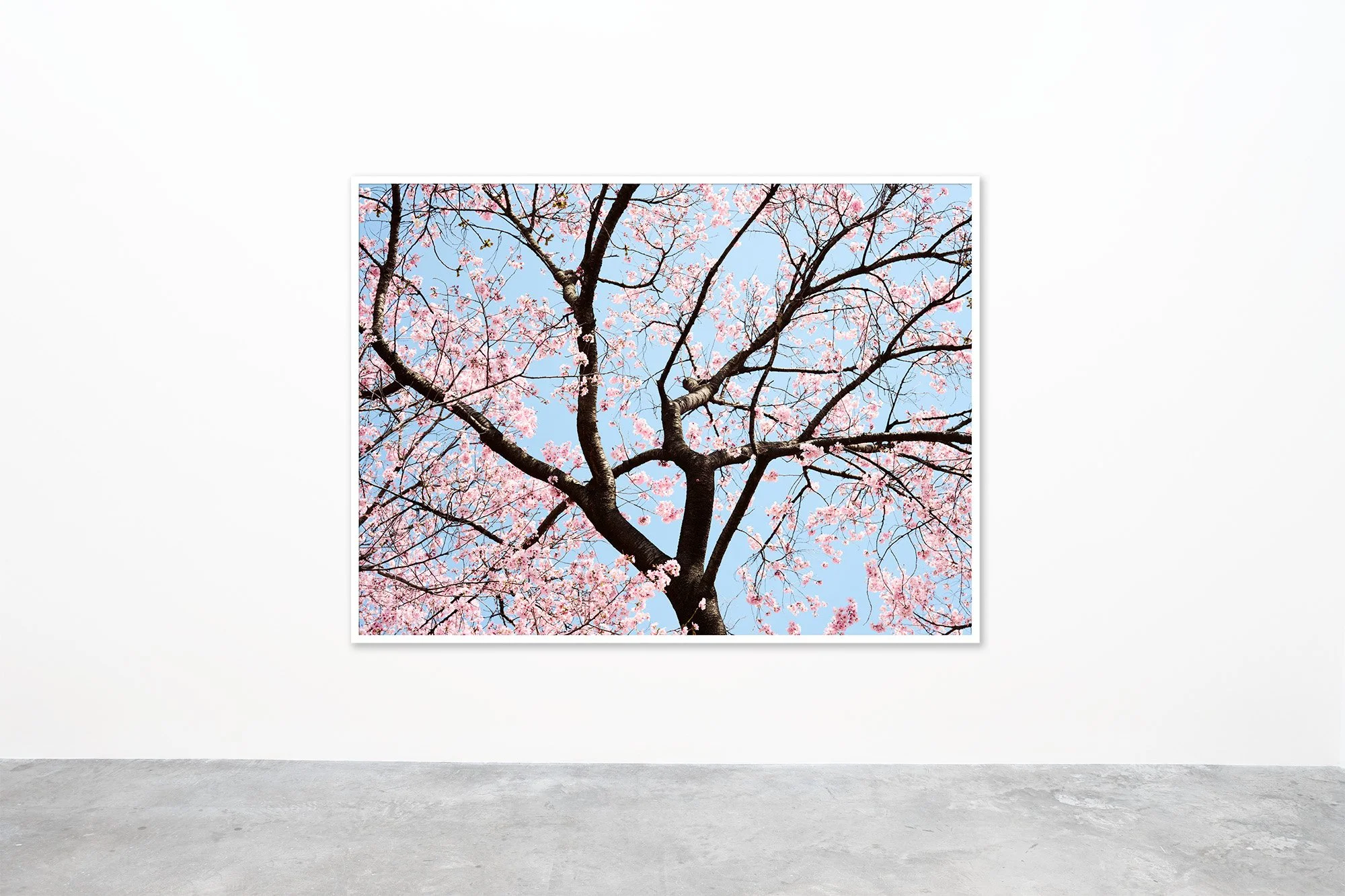 cherry blossom NYC Gallery2.jpg