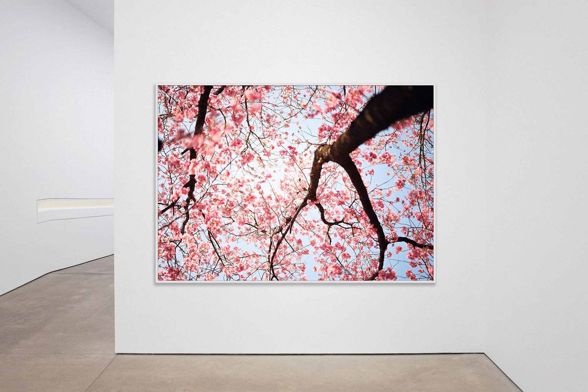 cherry blossom NYC gallery.jpg