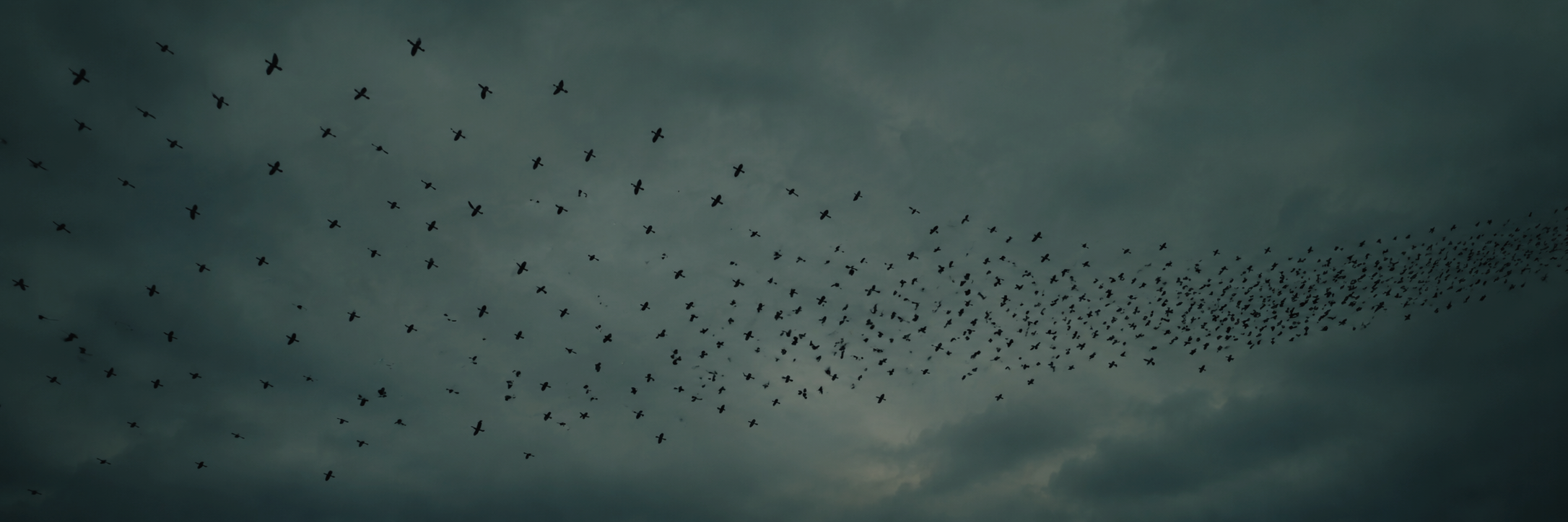 Service 2.Strategy Alignment and Commitment.Hero Header.Birds.less contrast.darker.png