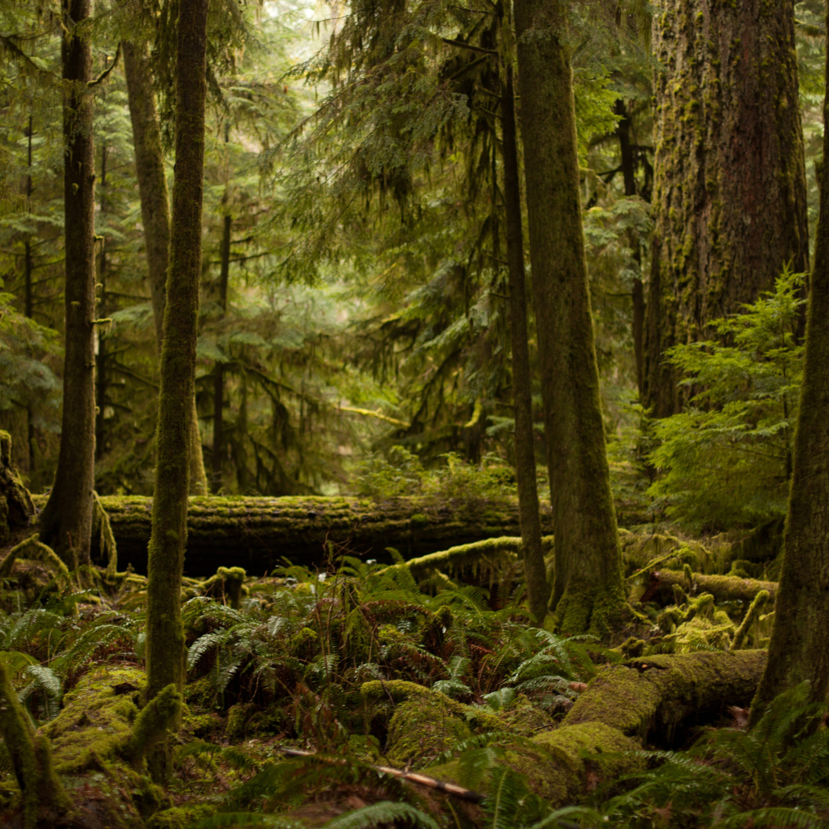 VIPASSANĀ MEDITATION RETREAT • CANADA