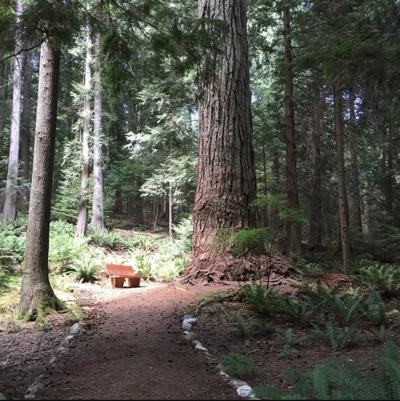 METTĀ &amp; SAMATHA NEW YEAR'S MEDITATION RETREAT • CANADA