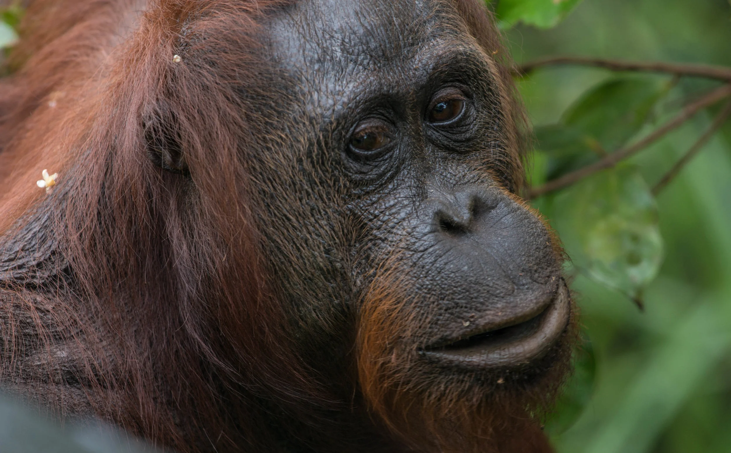 CloseUp.jpg