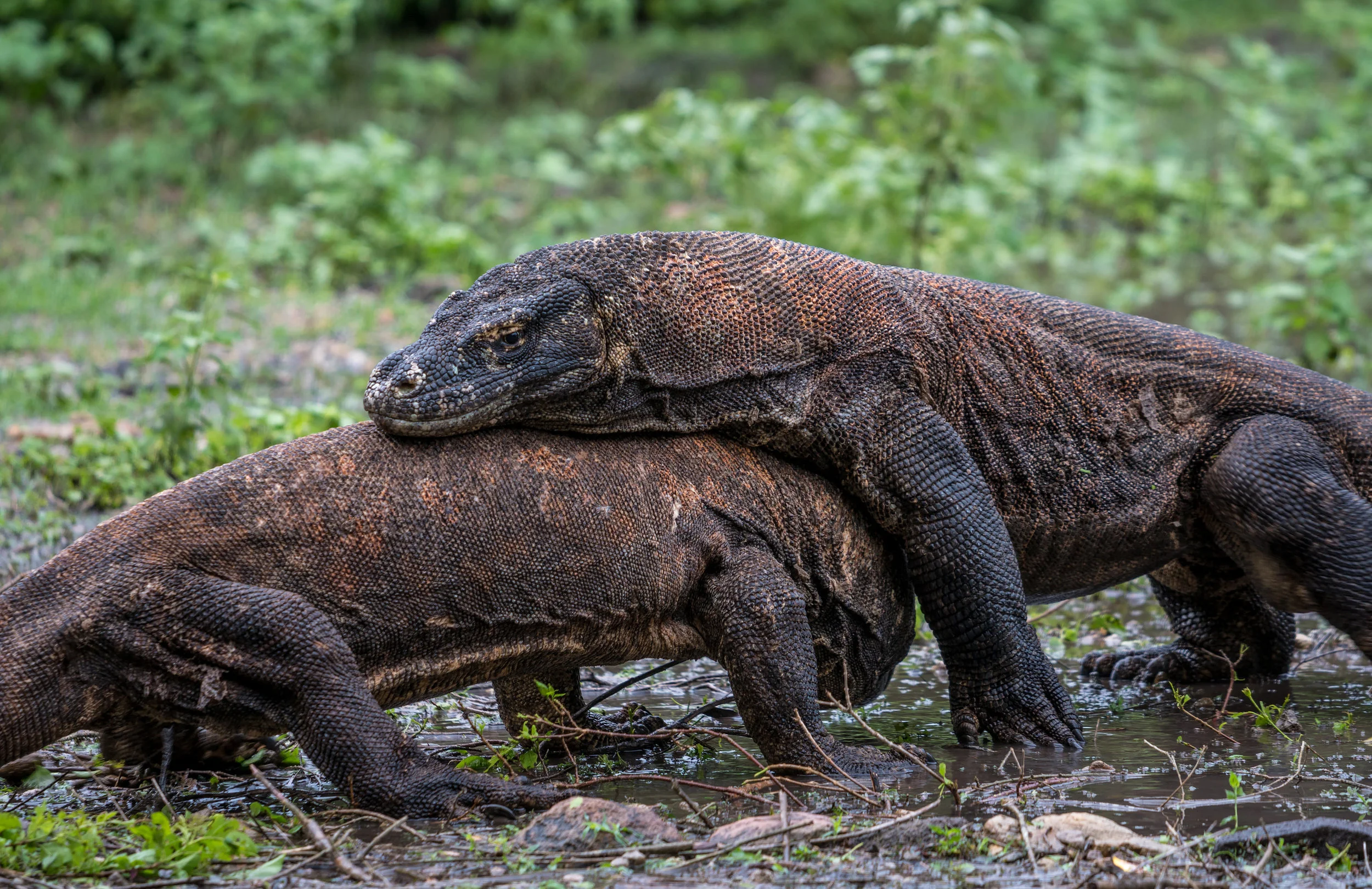 KomodoFight.jpg