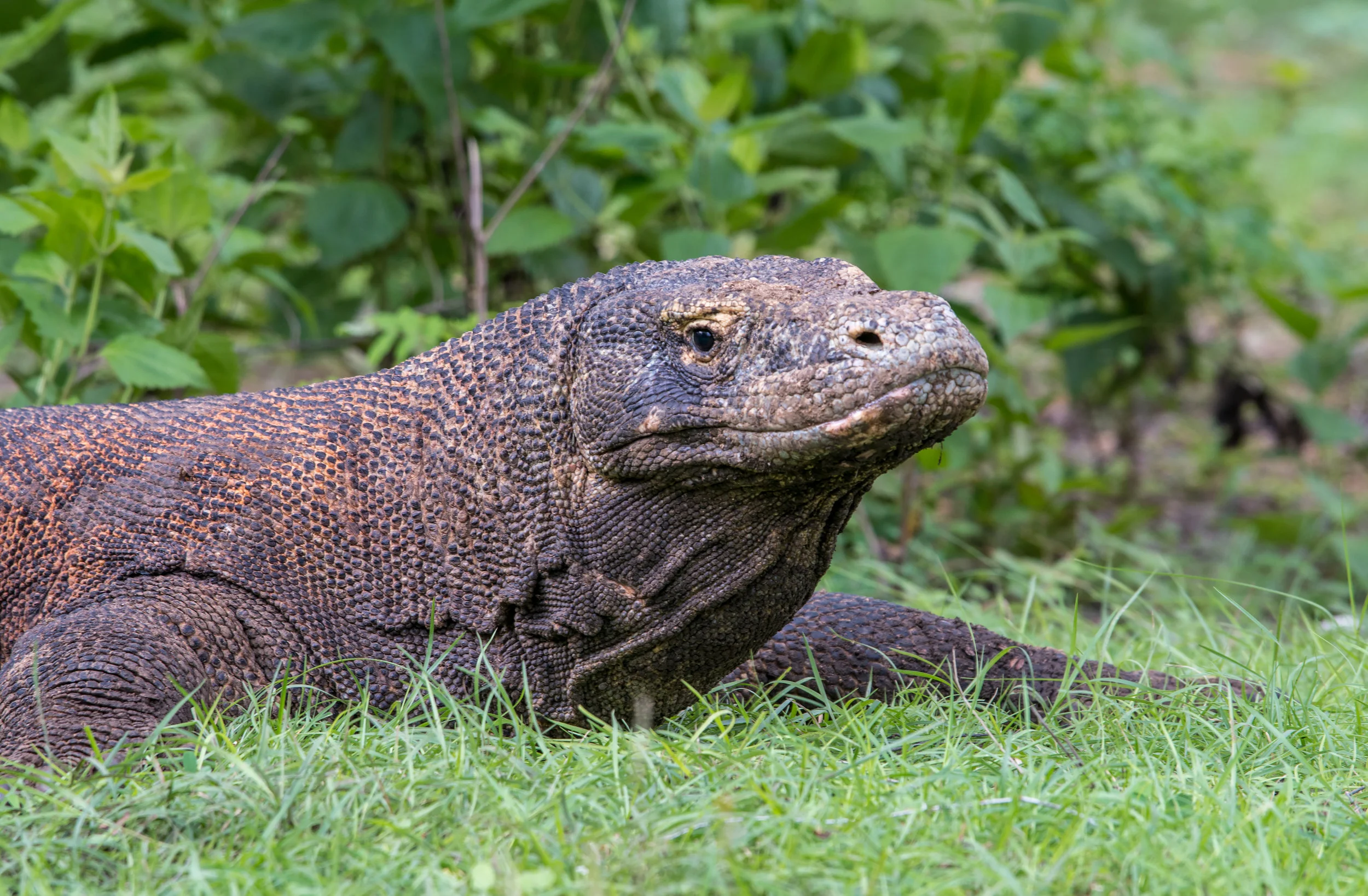 KomodoCloseUp.jpg